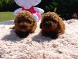 Toy Poodle