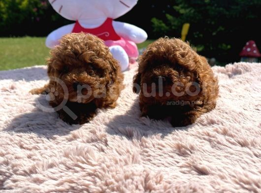 Poodle görsel