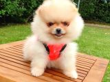 Safkan Pomeranian Boo Yavrularımız