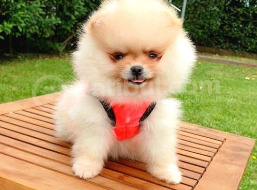 Safkan Pomeranian Boo Yavrularımız görsel