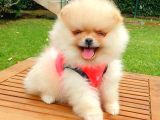 Safkan Pomeranian Boo Yavrularımız