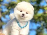 Safkan Pomeranian Boo Yavrularımız