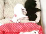Üreticiden Elma Kafa Orjinal Chihuahua / Son Bir Dişi