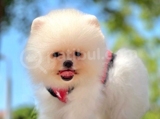 Ayıcık Surat Boo Pomeranian Yavrular görsel