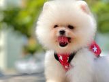 Ayıcık Surat Boo Pomeranian Yavrular