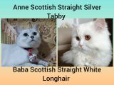 1 Eylül Doğumlu Scottish Straight Dişi Yavru