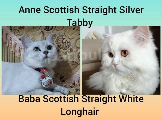 1 Eylül Doğumlu Scottish Straight Dişi Yavru görsel