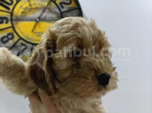 Ev Üreti̇mi̇ -Poodle Surat- F2 Maltipoo - Tüy Dökmez