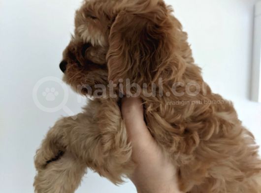 Ev Üreti̇mi̇ -Poodle Surat- F2 Maltipoo - Tüy Dökmez görsel