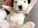 Morkie Bebeklerim Rezerveye Açık