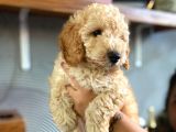 Safkan Apri̇cot Toy Poodle Prensleri̇mi̇z