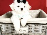 Maltese Mini Boy Yavrular
