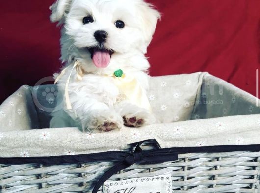 Maltese Mini Boy Yavrular görsel