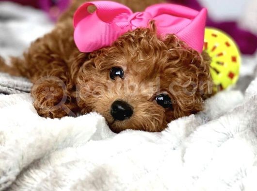 Red Brown Toy Poodle Yavrular görsel