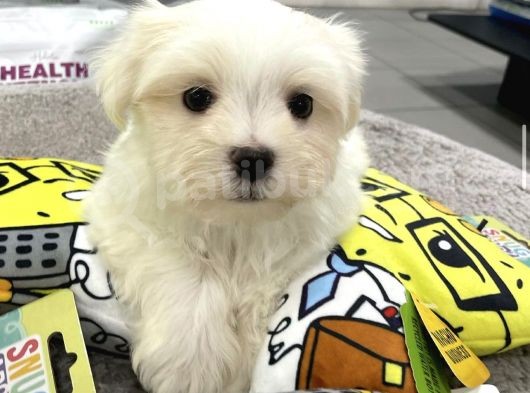 Mini Boy Maltese Yavrular görsel