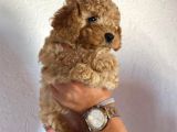 Safkan Apri̇cot Toy Poodle Prensleri̇mi̇z