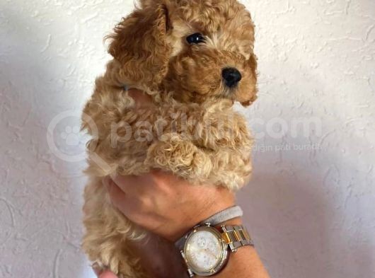 Safkan Apri̇cot Toy Poodle Prensleri̇mi̇z görsel