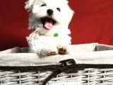 Maltese Mini Boy Yavrular