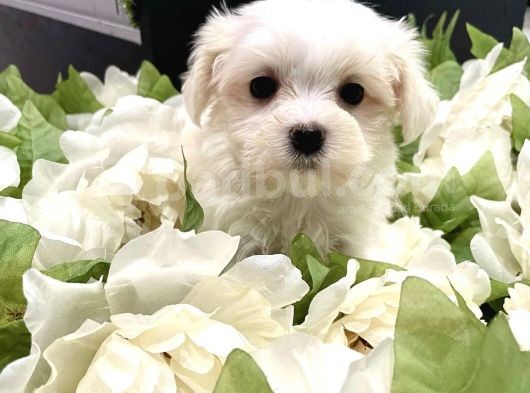 Mini Boy Maltese Yavrular