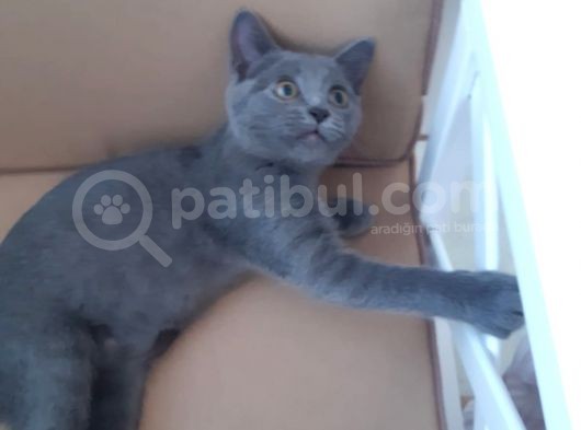 Yavru British Shorthair görsel