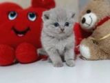 Scottish Fold