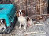 Cavalier King Charles Yavru (Bursa Köpek Okulu)