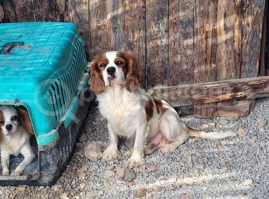 Cavalier King Charles Yavru (Bursa Köpek Okulu) görsel