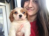 Cavalier King Charles Yavru (Bursa Köpek Okulu)