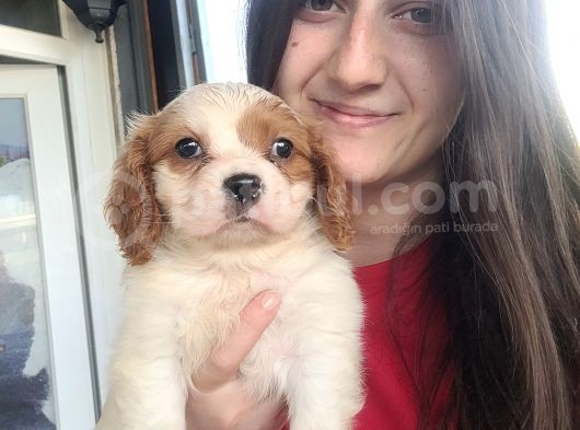 Cavalier King Charles Yavru (Bursa Köpek Okulu) görsel