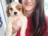 Cavalier King Charles Yavru (Bursa Köpek Okulu)