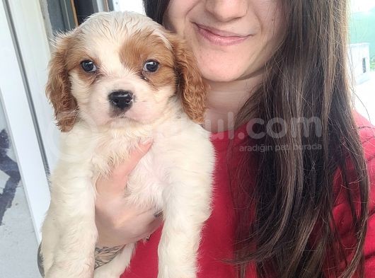 Cavalier King Charles Yavru (Bursa Köpek Okulu) görsel
