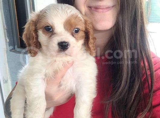 Cavalier King Charles Yavru (Bursa Köpek Okulu)