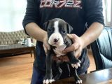 A Kalite Pitbull