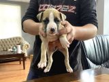 A Kalite Pitbull