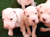 Maskeli Maskesiz Dogo Argentino Yavrularımız