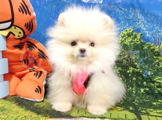 Pomeranian Boo Teddy Bear Yavrular görsel