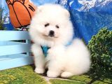 Orjinal Pomeranian Boo Yavrularımız