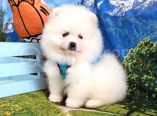 Orjinal Pomeranian Boo Yavrularımız görsel