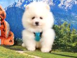 Orjinal Pomeranian Boo Yavrularımız