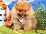 Pomeranian Boo Teddy Bear Yavrular