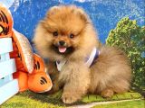 Orjinal Pomeranian Boo Yavrularımız