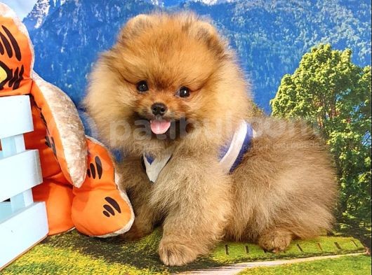 Orjinal Pomeranian Boo Yavrularımız görsel