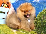 Pomeranian Boo Teddy Bear Yavrular