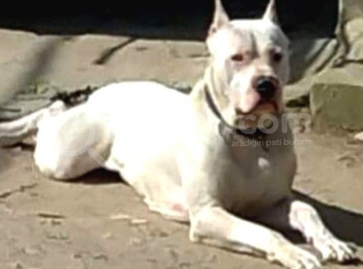Maskeli Maskesiz Dogo Argentino Yavrularımız