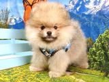 Safkan Pomeranian Teddy Bear Yavrular