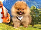 Safkan Pomeranian Teddy Bear Yavrular
