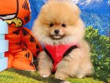 Safkan Pomeranian Teddy Bear Yavrular