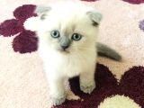 Ayı Kafalı Saf Kan Schottish Fold Ve British Shorthair 