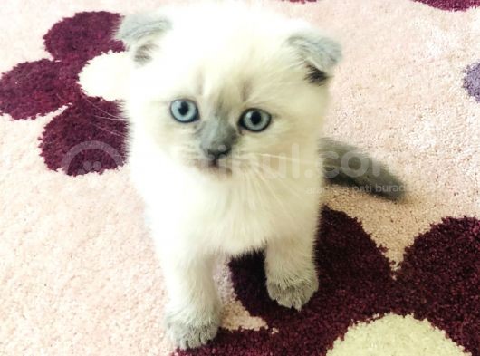 Ayı Kafalı Saf Kan Schottish Fold Ve British Shorthair  görsel
