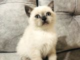 Ayı Kafalı Saf Kan Schottish Fold Ve British Shorthair 